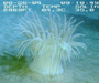 deep-water anemone Bolocera tuediae from offshore Georgia